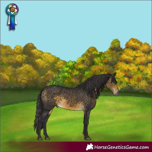 Horse Color:Buckskin 