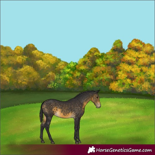 Horse Color:Buckskin