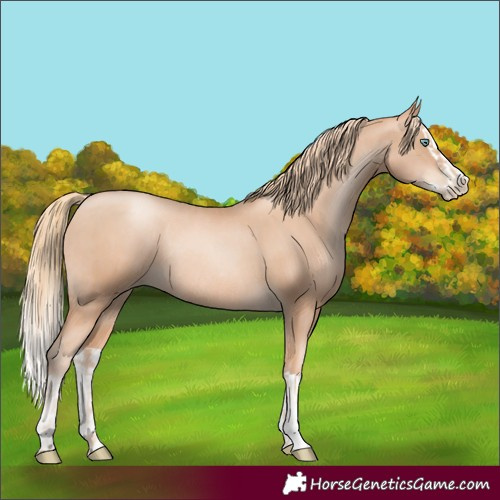 Horse Color:Gold Champagne Pearl Rabicano  and Gold Champagne Pearl Splash Rabicano 