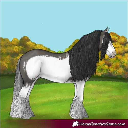 Horse Color:Grullo Splash Frame  and Grullo Splash Frame 