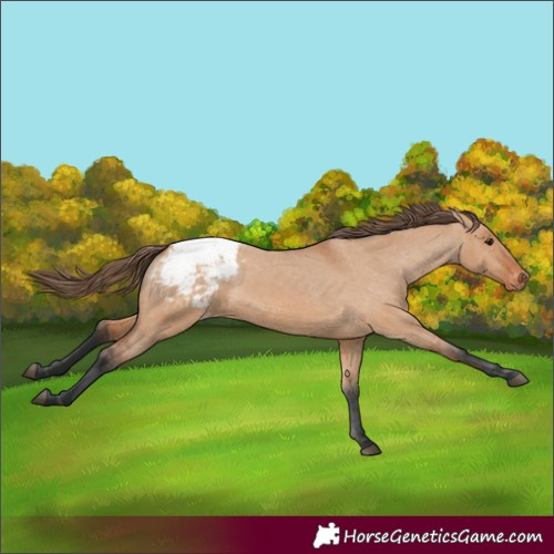 Horse Color:Bay Dun Appaloosa 