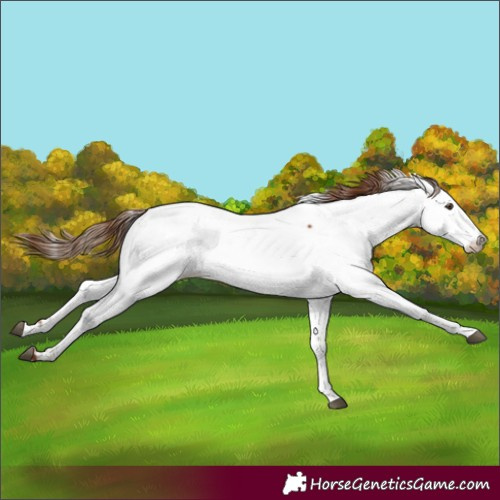 Horse Color:Chestnut Appaloosa