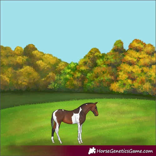 Horse Color:Bay Tobiano 