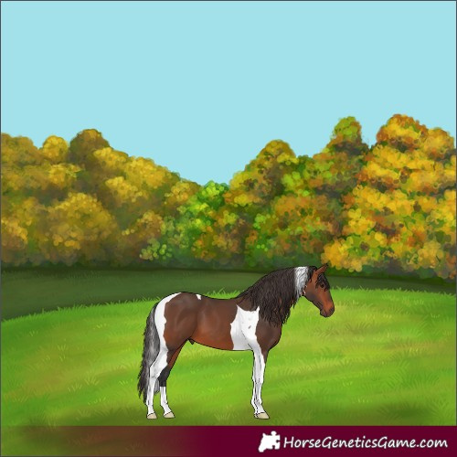 Horse Color:Bay Tobiano