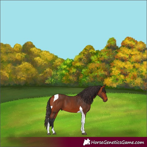 Horse Color:Bay Tobiano
