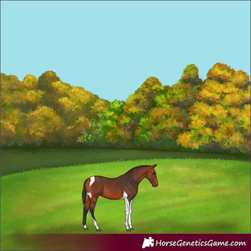Horse Color:Bay Tobiano 