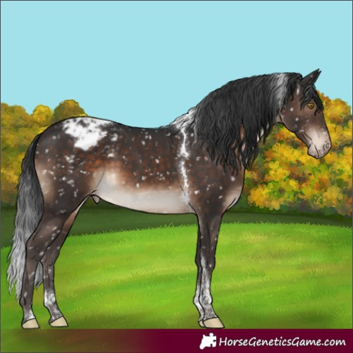 Horse Color:Brown Tobiano Appaloosa Rabicano 