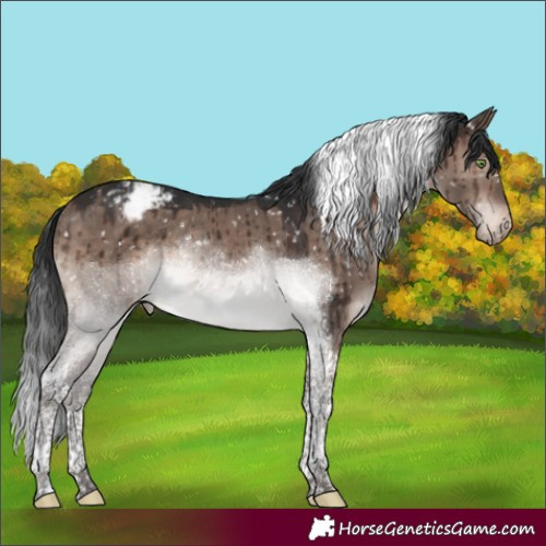 Horse Color:Brown Dun Mushroom Tobiano Appaloosa Rabicano Brindle 