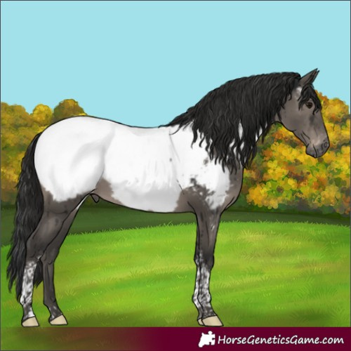 Horse Color:Gray Grullo Tobiano Appaloosa Brindle