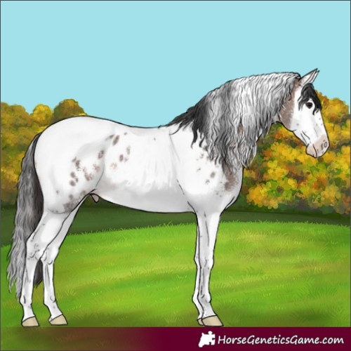 Horse Color:Brown Sabino Splash Tobiano Appaloosa