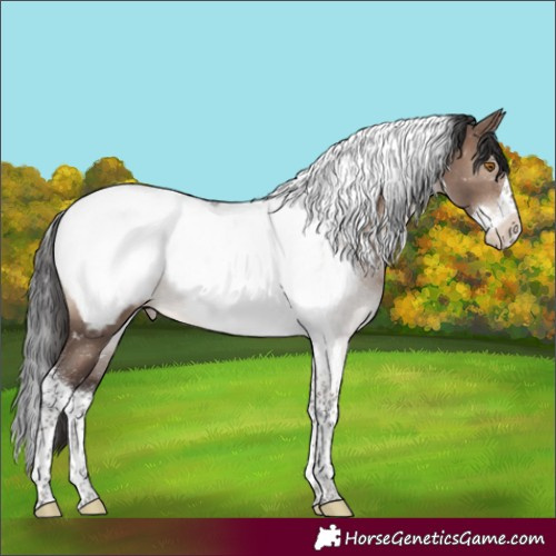 Horse Color:Brown Dun Mushroom Splash Tobiano Appaloosa