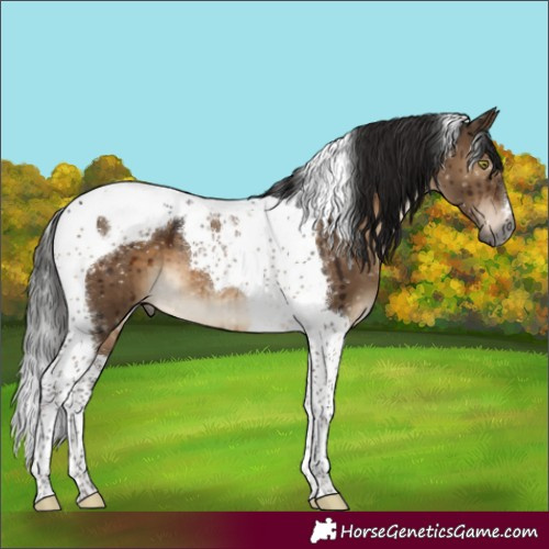 Horse Color:Gray Brown Dun Tobiano Appaloosa Brindle 
