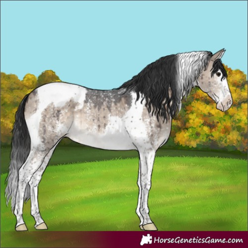 Horse Color:Brown Dun Sabino Splash Tobiano Appaloosa Brindle