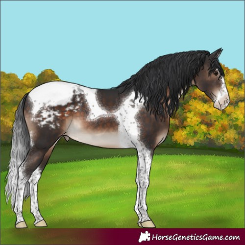Horse Color:Brown Splash Tobiano Appaloosa 