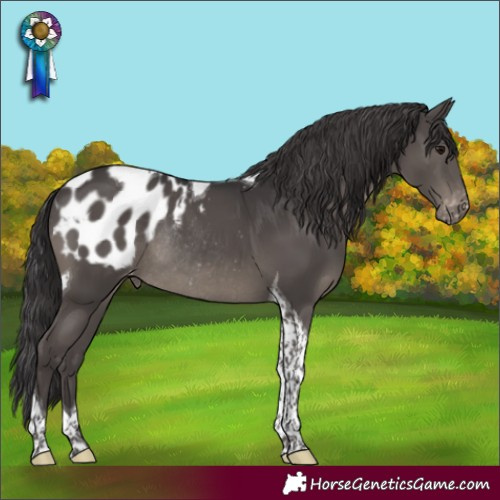 Horse Color:Smoky Black Tobiano Appaloosa Rabicano