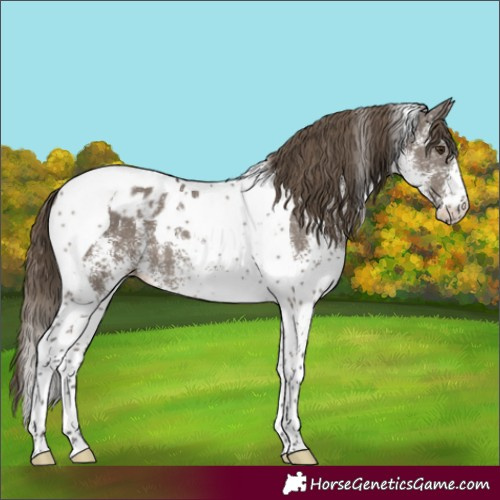 Horse Color:White Spotted Smoky Grullo Mushroom Tobiano Appaloosa