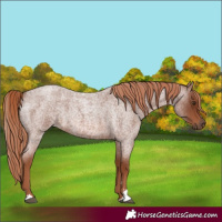 Horse Color:Red Roan 