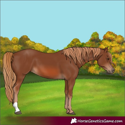 Horse Color:Chestnut 