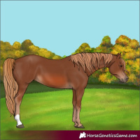 Horse Color:Chestnut 