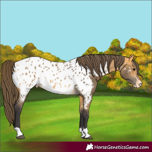 Horse Color:Buckskin Appaloosa 