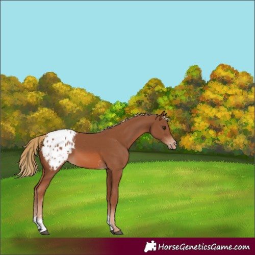 Horse Color:Chestnut Sabino Appaloosa
