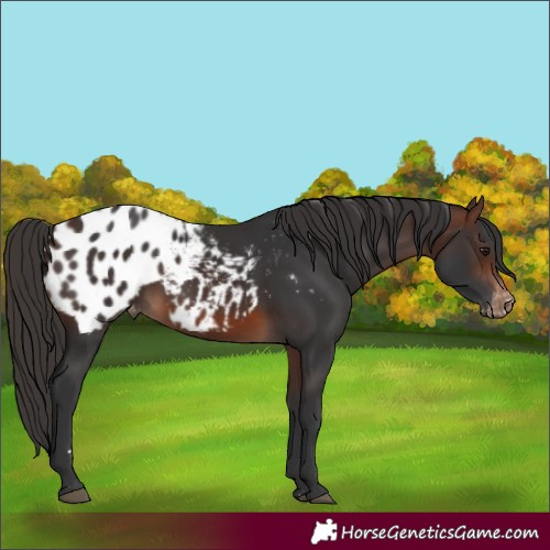 Horse Color:Brown Appaloosa 