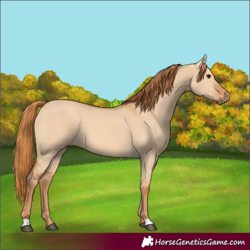 Horse Color:Red Dun