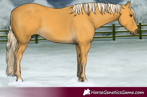Horse Color:Palomino 