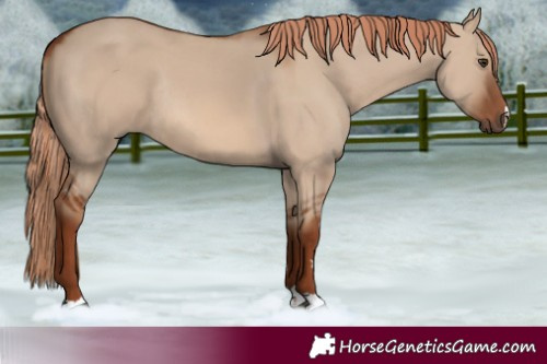 Horse Color:Red Dun Rabicano