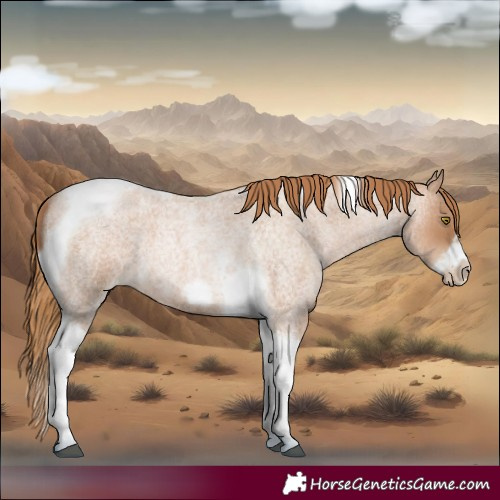 Horse Color:Red Roan Pearl Tobiano Frame 