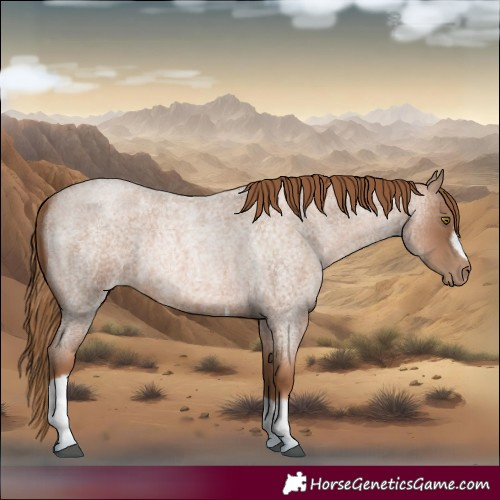 Horse Color:Liver Red Roan Pearl Tobiano Frame 