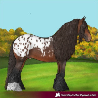 Horse Color:Brown Appaloosa