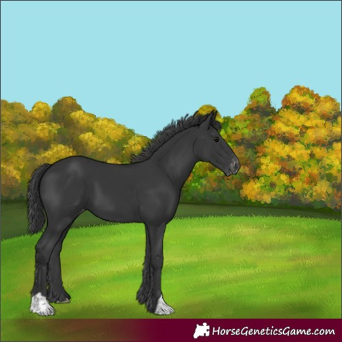 Horse Color:Black Appaloosa 