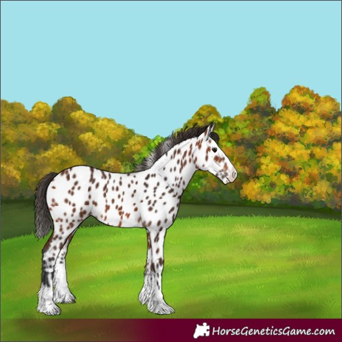 Horse Color:Bay Splash Appaloosa