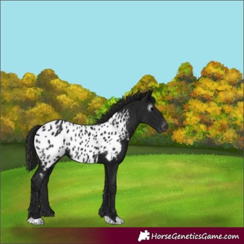 Horse Color:Gray Black Appaloosa 