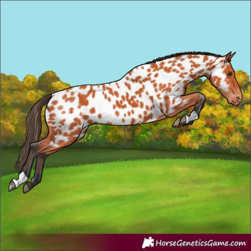 Horse Color:Bay Appaloosa 