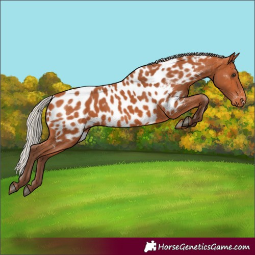 Horse Color:Silver Bay Appaloosa
