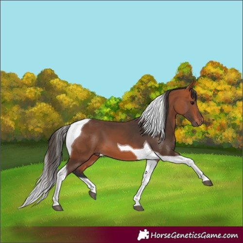 Horse Color:Bay Tobiano