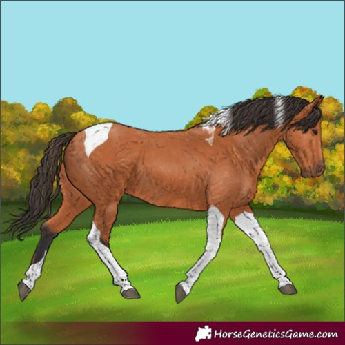 Horse Color:Unknown 