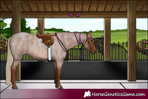 Horse Color:Red Roan