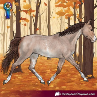 Horse Color:Chocolate Bay Roan Dun Sabino Rabicano