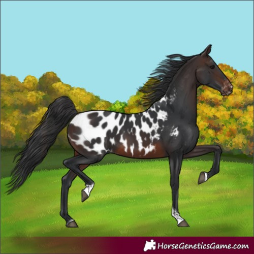 Horse Color:Brown Tobiano Near Leopard 