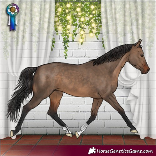 Horse Color:Brown Dun 