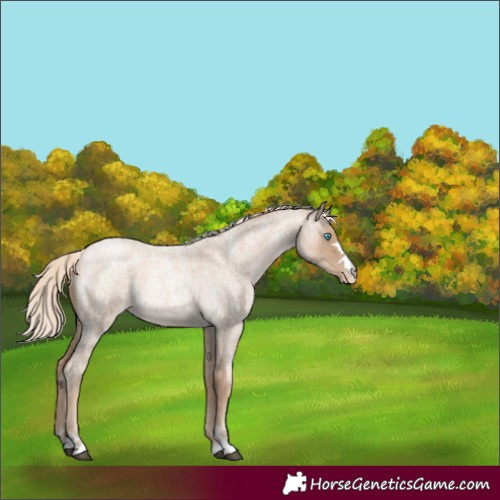 Horse Color:Liver Red Roan 