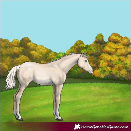 Horse Color:Silver Bay Dun Rabicano 