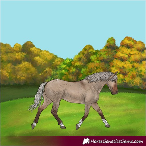 Horse Color:Silver Brown Dun Tobiano 
