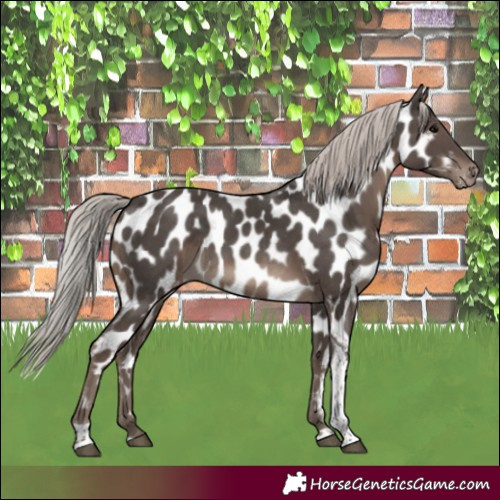 Horse Color:Silver Black Tobiano Near Leopard 
