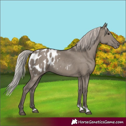 Horse Color:Silver Grullo Tobiano Blanket Rabicano 