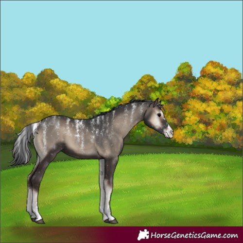 Horse Color:Powder White Blue Onyx 