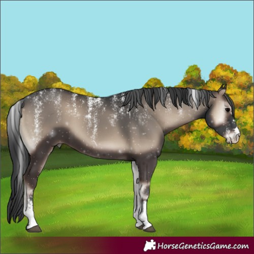 Horse Color:Powder White Blue Onyx 